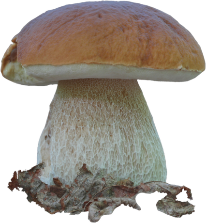 Nadruk Boletus edulis - borowik szlachetny - Przód