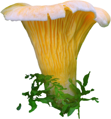 Nadruk Cantharellus cibarius - Pieprznik jadalny, kurka - Przód