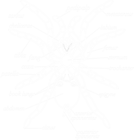Nadruk Tarantula Anatomy -  - Black - Przód